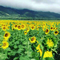 Field Sunflower GIF
