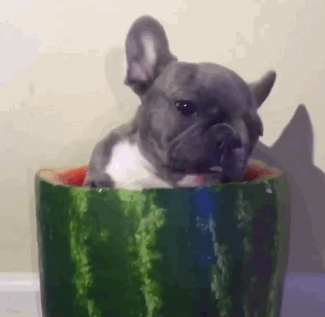 French Bulldog GIF