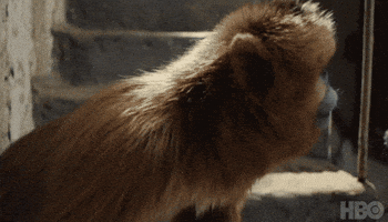 Scared Golden Monkey GIF by His Dark Materials