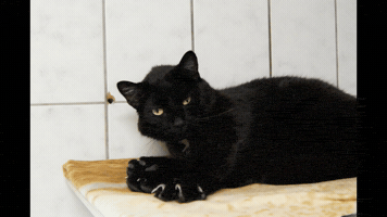 GIF by Tierheim Peine