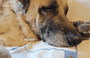 Dog Hound GIF