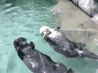 Hold My Hand Otter GIF - Find & Share on GIPHY