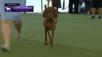 Dogs Coonhound GIF by Westminster Kennel Club