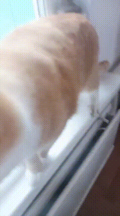 Cat GIF