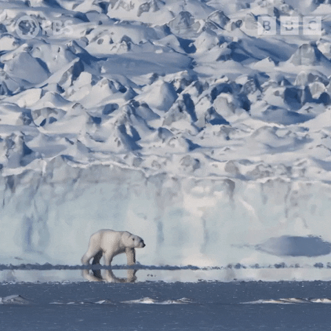 Polar Bear Snow GIF by PBS