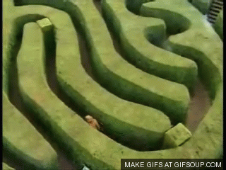 Maze Rigamarole GIF - Find & Share on GIPHY