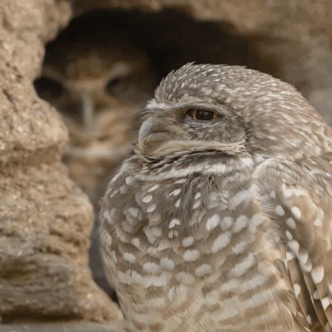 Owl Staring GIF by San Diego Zoo Wildlife Alliance