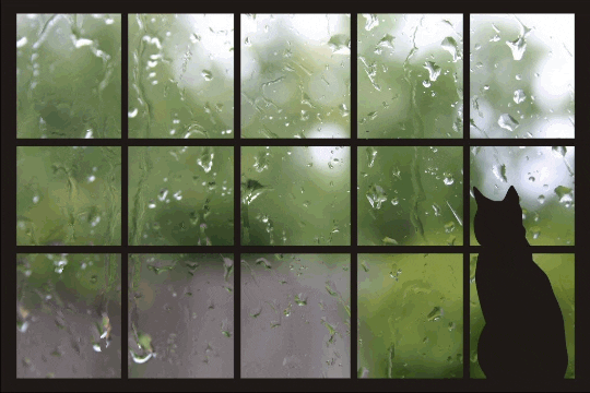 Cat Raining GIF - Find & Share on GIPHY