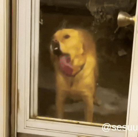Dog Tongue GIF