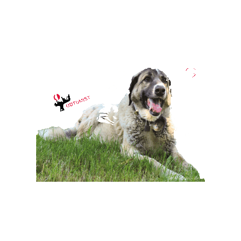 ODTÜMİST Sticker
