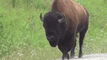 Smokey Bear America GIF by HelpGood