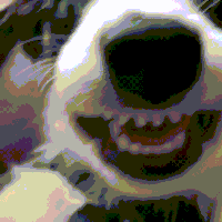 dog face GIF