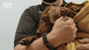 Dogs Love GIF by Nat Geo Wild