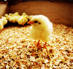 Walking Chicken GIF - Find & Share on GIPHY