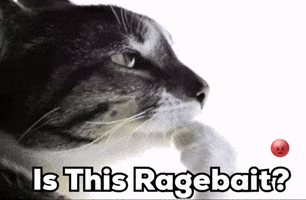 Cat Instagram GIF