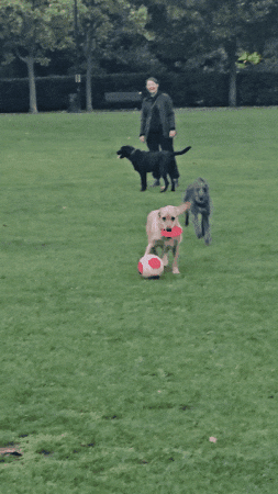 Dog Lola GIF