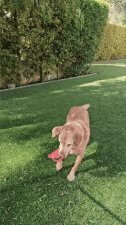 Messi Lola GIF