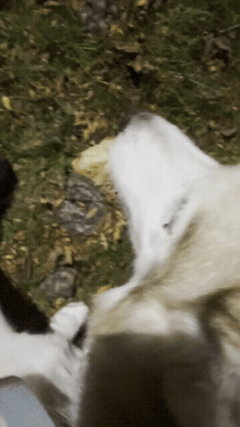 Mila GIF