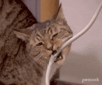 Office-cat GIFs - Get the best GIF on GIPHY