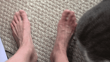 susanwatson  GIF