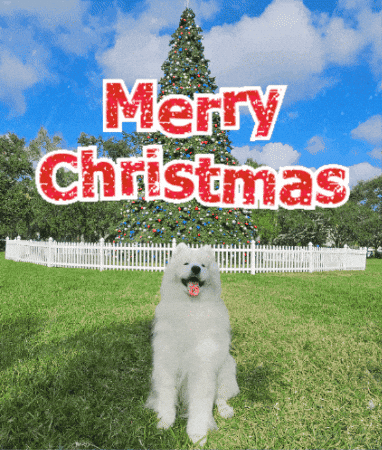 Samoyed Dog GIF