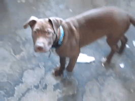 strawberries sit good boy GIF