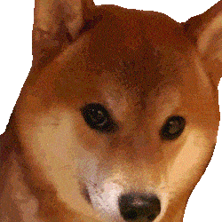 Shiba 柴犬 GIF