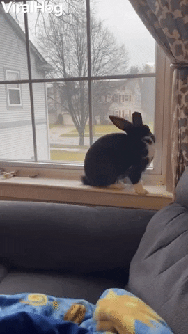 Rabbit Falls Off Window Ledge GIF by ViralHog