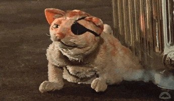 muppetwiki cat muppets tapping eye patch GIF