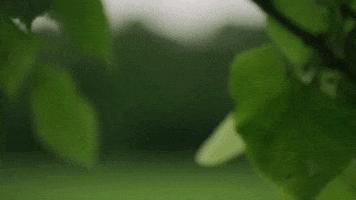 Nature GIF