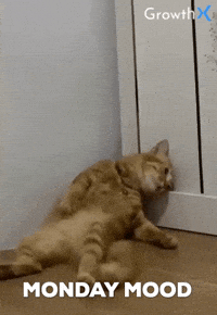Cat-madness GIFs - Get the best GIF on GIPHY