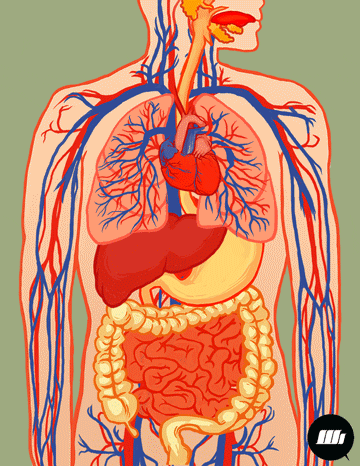 Circulatory-system GIFs - Get the best GIF on GIPHY