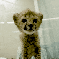 Zoo animals GIFs - Find & Share on GIPHY