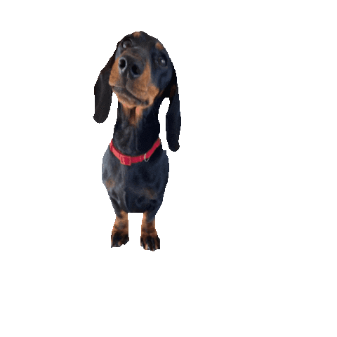 LacanauSurfClub Sticker