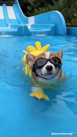 Puppy Corgi GIF