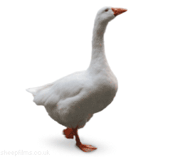 Goose, your ban is in the process of being reduced Giphy