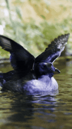 Excited Open Sea GIF by Monterey Bay Aquarium