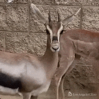 Gazelle Snout Funnynose Spekesgazelle Lazoo GIF by Los Angeles Zoo and Botanical Gardens