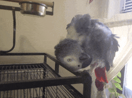 african grey parrot GIF