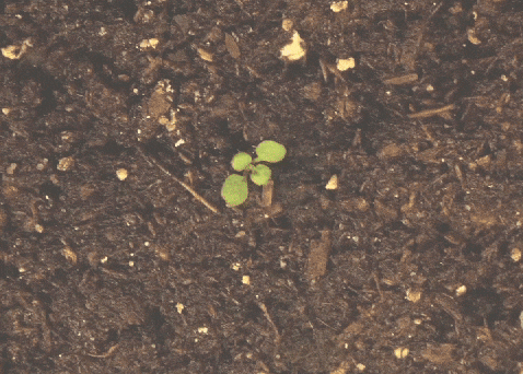 growing plant gif