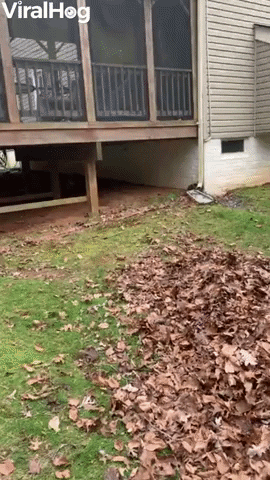 Happy Bulldog Loves Playing In Leaf Pile GIF by ViralHog