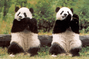 Panda Playing GIF