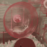 mouse running wheel gif