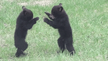 Baby Animals Fighting GIF