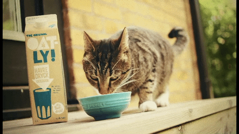 Cat Organic Oat Drink GIF by Oatly - Find & Share on GIPHY