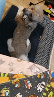 Poodle Happy Dog GIF by Geekster Pets