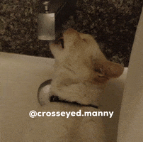 crosseyedmanny cats silly bathtub manny GIF