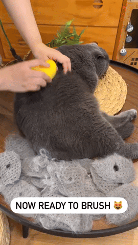 Fur Baby GIF