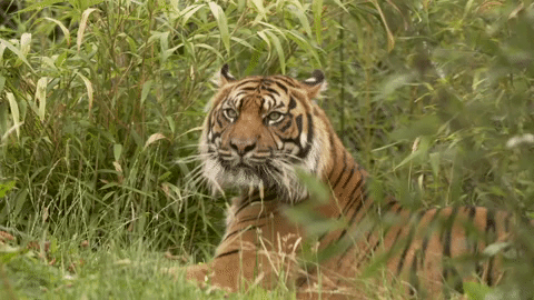 Savage Kingdom Big Cat Week GIF by Nat Geo Wild - Find & Share on GIPHY