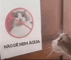Cat GIF